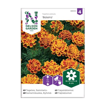 Frö Sammetstagetes Nelson Garden Bolero