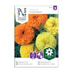 Frö Tagetes Nelson Garden Crackerjack stor