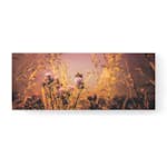 Tavla Art for the Home Flowers and a Bee 40x100