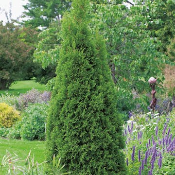 Ädeltuja Omnia Garden Smaragd 80-100 cm