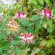Klätterväxt Blomsterkaprifol Omnia Garden Goldflame 40-60 cm