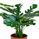 Konstväxt House Nordic Monstera