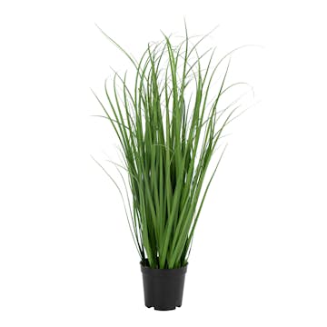 Konstväxt House Nordic Poa