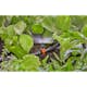 Reglerventil Gardena Micro-Drip 3/16"
