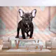 Fototapet Arkiio French Bulldog