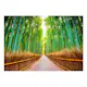 Fototapet Arkiio Självhäftande Bamboo Forest