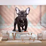 Fototapet Arkiio French Bulldog