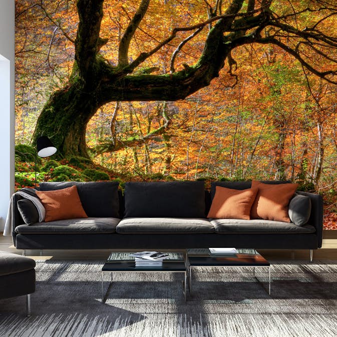 Fototapet Arkiio Höst, skog och löv 450x270 cm