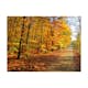 Fototapet Arkiio Beech Forest