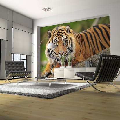 Fototapet Arkiio Sumatra Tiger