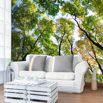 Fototapet Arkiio Looking Up At The Trees