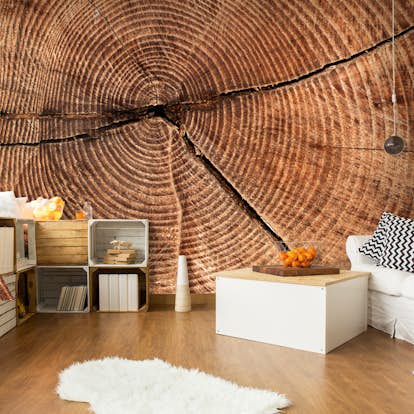 Fototapet Arkiio Trädstam Tvärsnitt