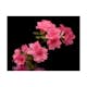 Fototapet Arkiio Azalea In Black