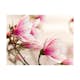 Fototapet Arkiio Branch Of Magnolia Tree