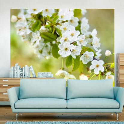 Fototapet Arkiio Vackra Känsliga Körsbär Blommar