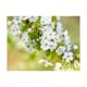 Fototapet Arkiio Vackra Känsliga Körsbär Blommar