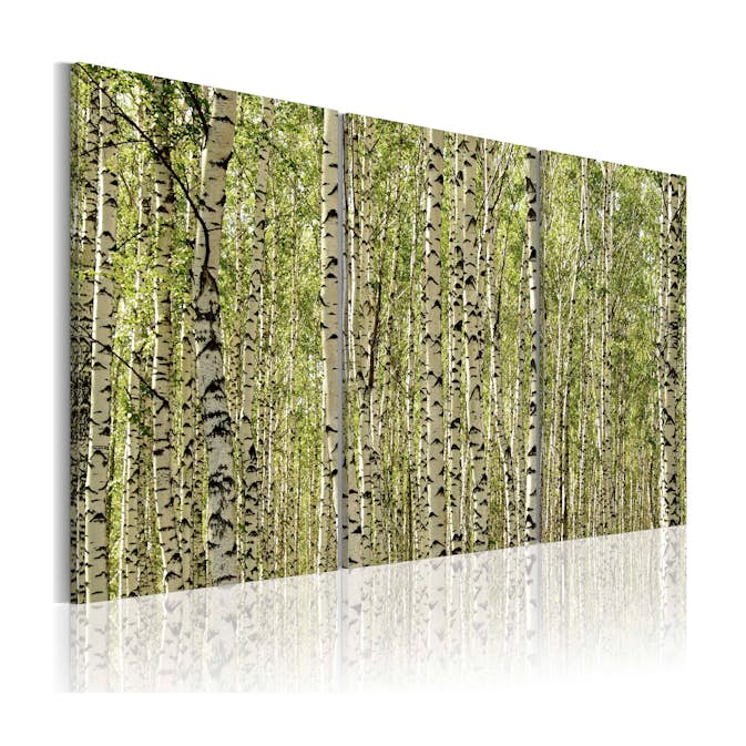 Tavla Arkiio A Forest Of Birch Trees