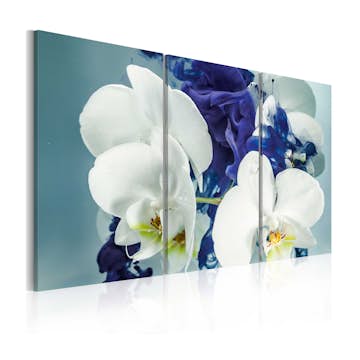 Tavla Arkiio Chimär Orkidéer
