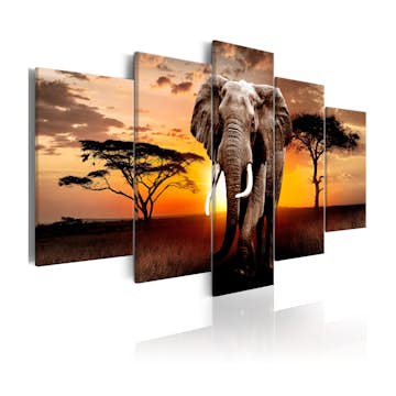 Tavla Arkiio Elephant Migration