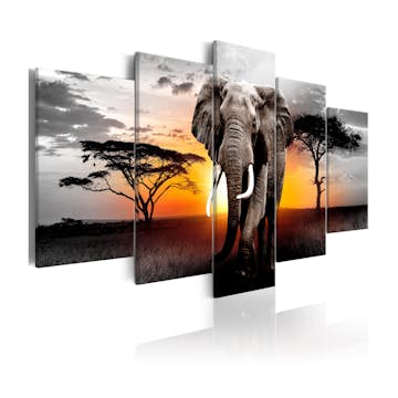 Tavla Arkiio Elephant at Sunset