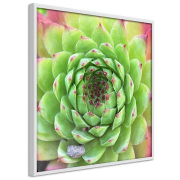 Poster Artgeist Affisch Succulent