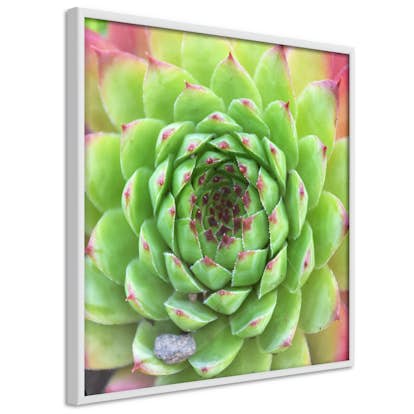 Poster Artgeist Affisch Succulent