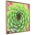 Poster Artgeist Affisch Succulent