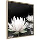 Poster Artgeist Affisch Lotus Flowers