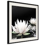Poster Artgeist Affisch Lotus Flowers