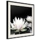 Poster Artgeist Affisch Lotus Flowers