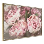 Poster Artgeist Affisch Pink Peonies