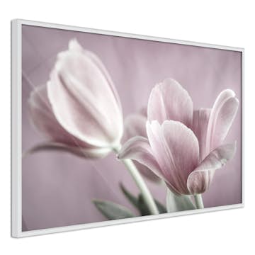 Poster Artgeist Affisch Pink Tulips