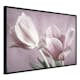 Poster Artgeist Affisch Pink Tulips