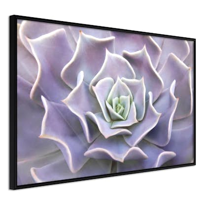 Poster Artgeist Affisch Purple Succulent