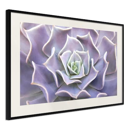 Poster Artgeist Affisch Purple Succulent