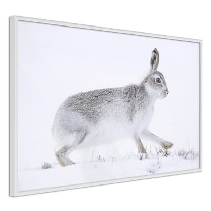 Poster Artgeist Affisch Rabbit