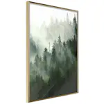 Poster Artgeist Affisch Coniferous Forest