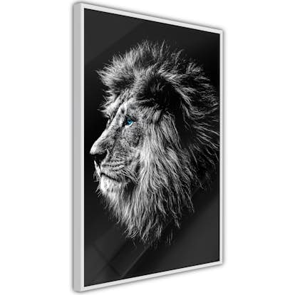 Poster Arkiio Affisch Blue-eyed Lion