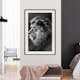 Poster Arkiio Affisch Blue-eyed Lion