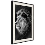 Poster Artgeist Affisch Blue-eyed Lion