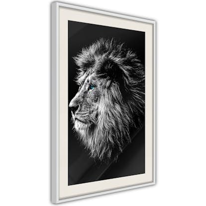 Poster Arkiio Affisch Blue-eyed Lion