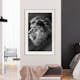 Poster Arkiio Affisch Blue-eyed Lion