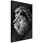 Poster Artgeist Affisch Blue-eyed Lion