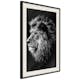 Poster Artgeist Affisch Blue-eyed Lion