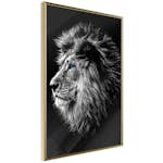 Poster Artgeist Affisch Blue-eyed Lion