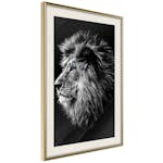 Poster Artgeist Affisch Blue-eyed Lion