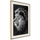 Poster Artgeist Affisch Blue-eyed Lion