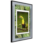 Poster Artgeist Affisch Toucan