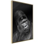 Poster Artgeist Affisch Gorilla