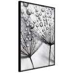 Poster Artgeist Affisch Morning Dew